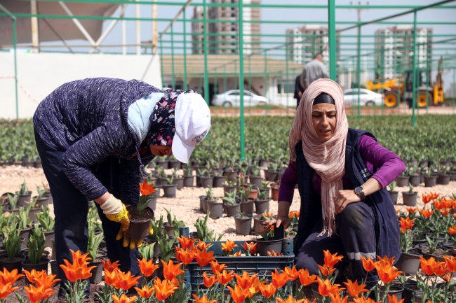 Diyarbakır'da milyonlarca çiçek dikiliyor